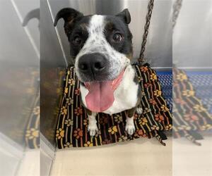 Mutt Dogs for adoption in Fairbanks, AK, USA