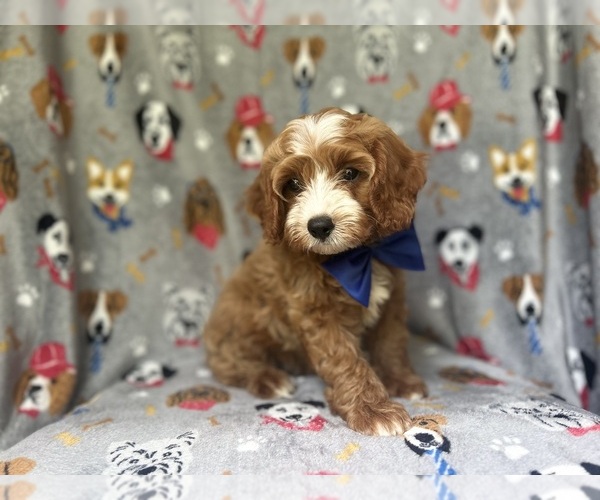Medium Photo #5 Cavapoo Puppy For Sale in LAKELAND, FL, USA