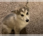 Small Photo #10 Alaskan Malamute Puppy For Sale in HERRIMAN, UT, USA