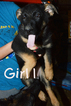 Small Photo #3 German Shepherd Dog Puppy For Sale in RISING SUN, IN, USA