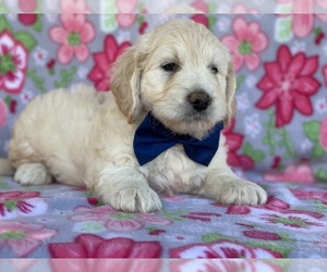 Goldendoodle Puppy for sale in LANCASTER, PA, USA