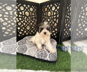 Havanese Puppy for Sale in MOUNT VERNON, Ohio USA