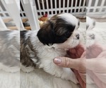 Puppy Purple girl Shih Tzu