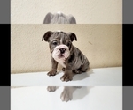 Small Photo #13 English Bulldog Puppy For Sale in BAKERSFIELD, CA, USA