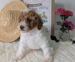 Small #3 Poodle (Miniature)