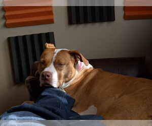 Emma - Female American Staffordshire Terrier-Unknown Mix Dog for Adoption - Photo #8