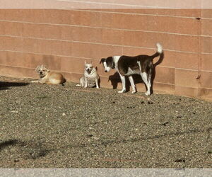 JACK #11 - Male Jack-Rat Terrier Dog for Adoption - Photo #3