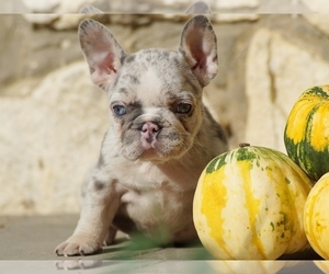 French Bulldog Puppy for sale in BOSTON, MA, USA