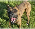 Small #2 Boxer Mix