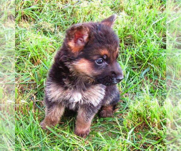 Medium Photo #3 German Shepherd Dog Puppy For Sale in NEW HAVEN, IN, USA