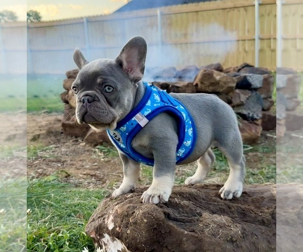 Medium Photo #2 French Bulldog Puppy For Sale in JACKSBORO, TX, USA