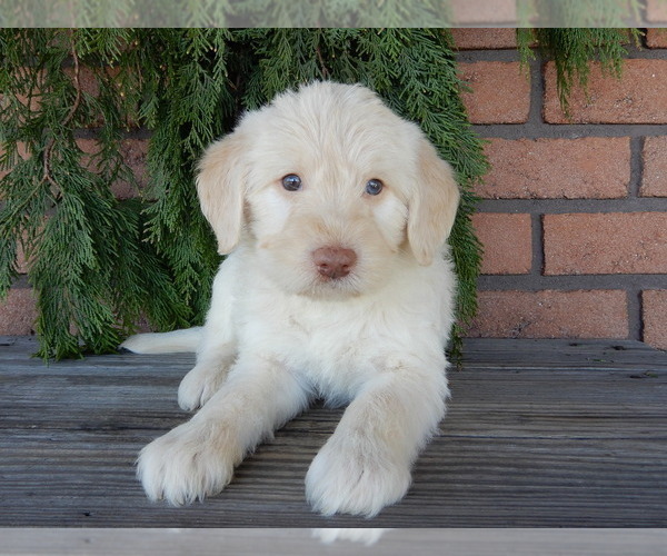 Medium Photo #2 Labradoodle Puppy For Sale in MILLERSBURG, OH, USA