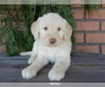 Small #1 Labradoodle
