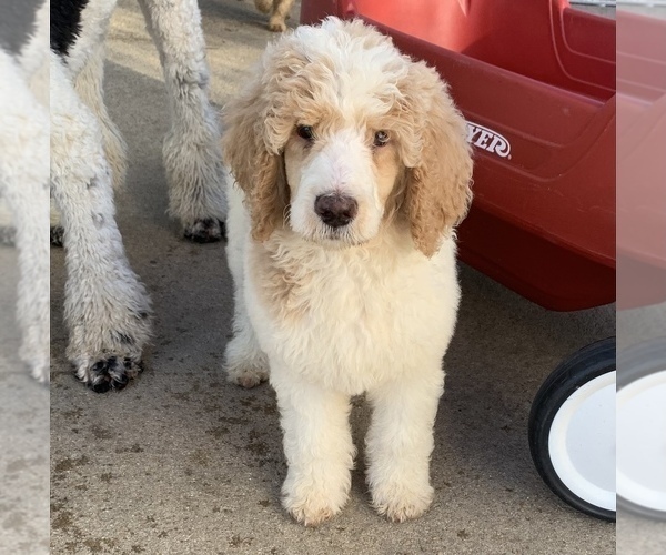 Medium Photo #3 Poodle (Standard) Puppy For Sale in DUNN, NC, USA