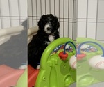 Small Photo #32 Bernedoodle Puppy For Sale in CANTON, MI, USA