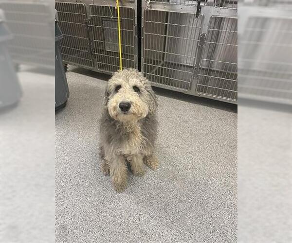 Medium Photo #1 Labradoodle Puppy For Sale in Houston, TX, USA