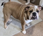 Small #4 English Bulldog