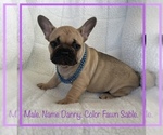 Small #4 French Bulldog