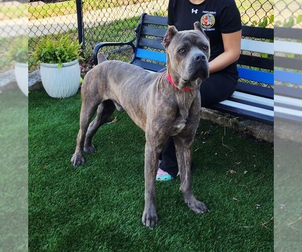 Medium Photo #4 Mutt Puppy For Sale in Perth Amboy, NJ, USA