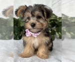 Small #15 Morkie