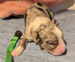 Small Photo #11 Australian Shepherd Puppy For Sale in SYLVA, NC, USA