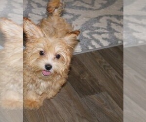 Havanese Puppy for sale in THAYER, KS, USA