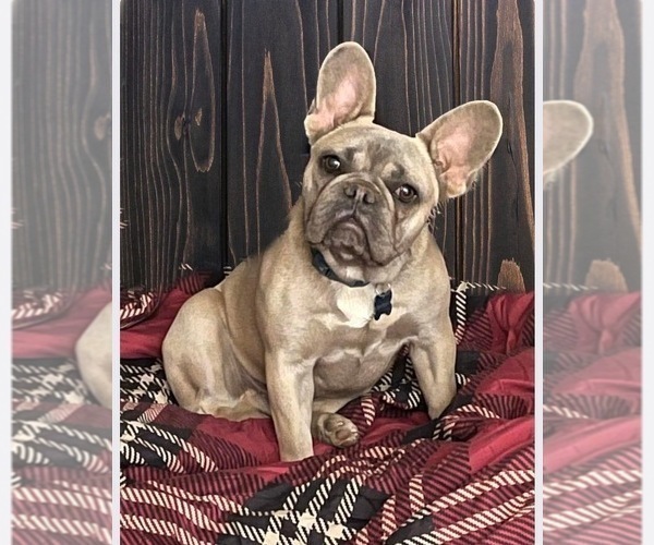 Full screen Photo #1 French Bulldog Puppy For Sale in YUCCA VALLEY, CA, USA