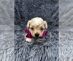 Poodle (Toy) Puppy for sale in JEFFERSONVILLE, IN, USA