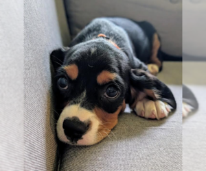 Beagle Dogs for adoption in Brooklyn Center, MN, USA
