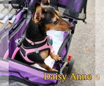Small #3 Dachshund Mix