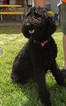 Small Photo #1 Poodle (Standard) Puppy For Sale in HUNTINGTON, WV, USA