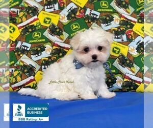 Maltese Puppy for sale in WINNSBORO, LA, USA