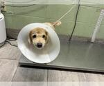 BISCUIT - Male Poodle (Miniature)-Unknown Mix Dog for Adoption - Small photo