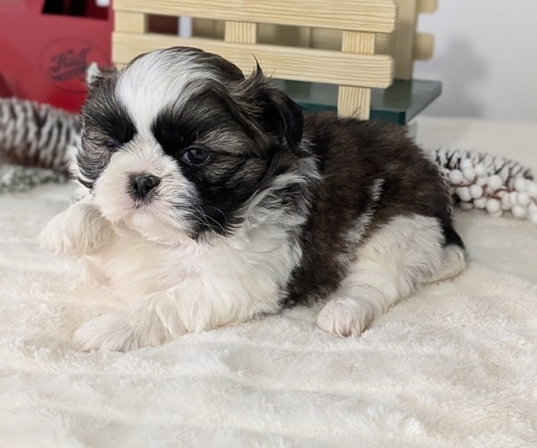 Medium Photo #33 Shih Tzu Puppy For Sale in GOSHEN, IN, USA