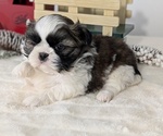 Small Photo #33 Shih Tzu Puppy For Sale in GOSHEN, IN, USA
