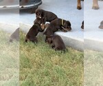 Small #1 Doberman Pinscher