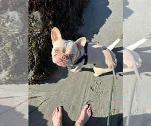 French Bulldog Puppy for sale in SACRAMENTO, CA, USA