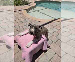 American Bully Puppy for sale in SARASOTA, FL, USA