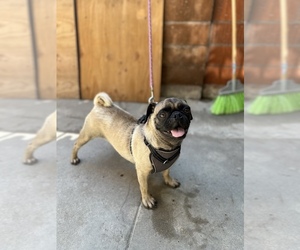 Pug Puppy for sale in ANAHEIM, CA, USA