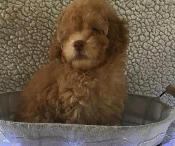 Medium Photo #2 Poodle (Toy) Puppy For Sale in BLOUNTVILLE, TN, USA