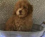 Small Photo #2 Poodle (Toy) Puppy For Sale in BLOUNTVILLE, TN, USA