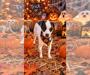 Jack Chi Dogs for adoption in Ball Ground, GA, USA