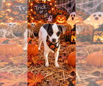 Roselia - Female Jack Chi Dog for Adoption - Small photo