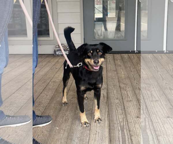 Medium Photo #1 Mutt Puppy For Sale in Minneapolis, MN, USA