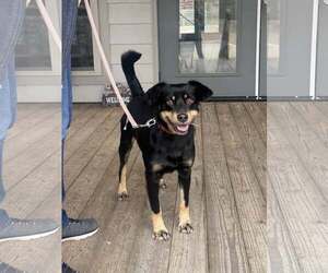 Mutt Dogs for adoption in Minneapolis, MN, USA