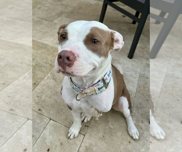 Medium Photo #15 American Pit Bull Terrier-Unknown Mix Puppy For Sale in Germantown, OH, USA