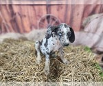 Small #11 Catahoula Leopard Dog