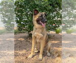 Small #3 German Shepherd Dog Mix