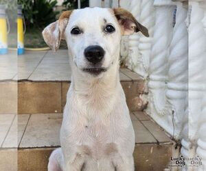 Retriever -Unknown Mix Dogs for adoption in Washington, DC, USA