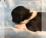 Small #4 Shih Tzu